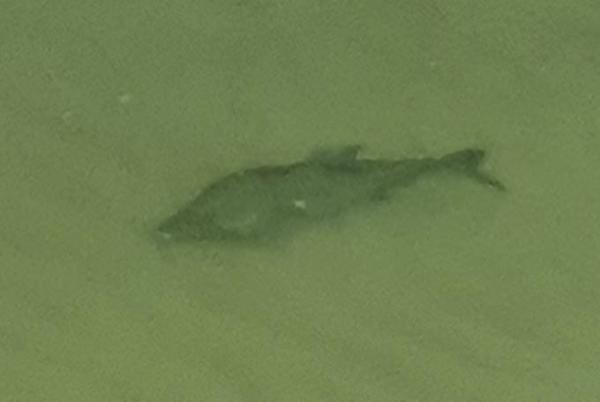 Bild zu Fischkenner hier? - Baby Forum - Allgemeine Themen