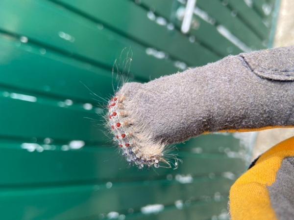 Bild zu OT: Eichenprozessionsspinner Oder ne einfache Raupe? - Baby Forum - Allgemeine Themen