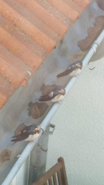 Bild zu Vogelkundler hier ? - Baby Forum - Allgemeine Themen