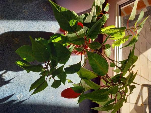 Bild zu Weihnachtsstern... - Baby Forum - Allgemeine Themen
