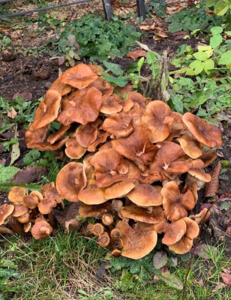 Bild zu Was sind das für Pilze? - Baby Forum - Allgemeine Themen