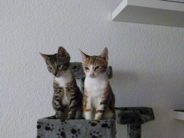 Bild zu
