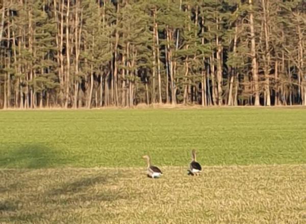 Bild zu Ornithologen gesucht - Baby Forum - Allgemeine Themen