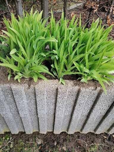 Bild zu Welche Blumen werden das? - Baby Forum - Allgemeine Themen