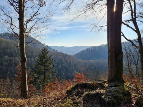 Bild zu 