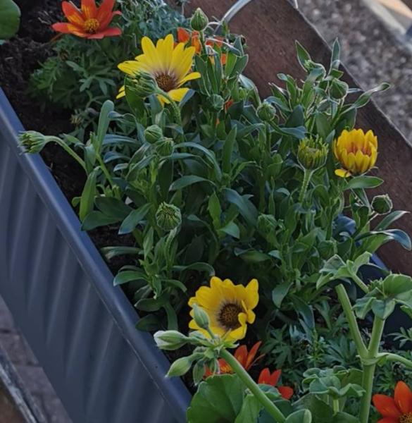 Bild zu Wie heißt diese Blume? - Baby Forum - Allgemeine Themen