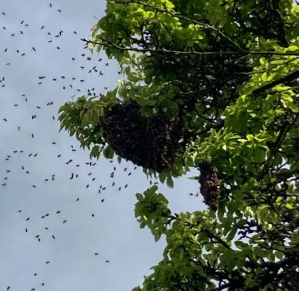 Bild zu Bienenschwarm - Baby Forum - Allgemeine Themen
