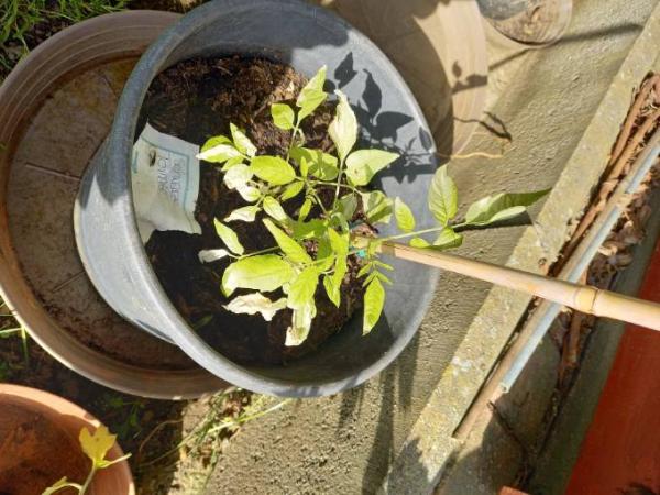Bild zu Gartenfrage Tomaten - Baby Forum - Allgemeine Themen