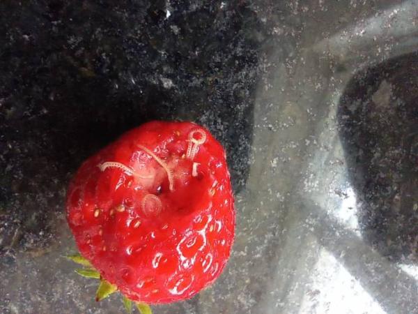 Bild zu Wähhhh Grusig / Erdbeeren - Baby Forum - Allgemeine Themen