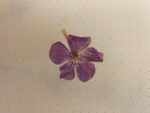 Bild zu Was für eine Blume ist das? - Baby Forum - Allgemeine Themen