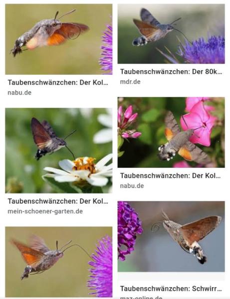 Bild zu 