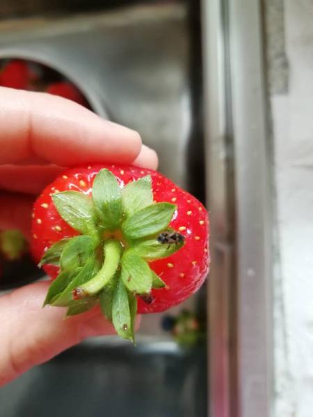 Bild zu Um welches Tier handelt es sich? - Baby Forum - Allgemeine Themen