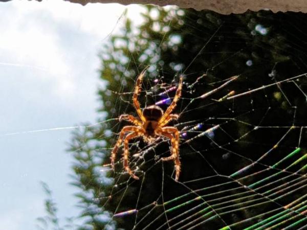 Bild zu Die Spinne von gestern ist jetzt bei uns - Baby Forum - Allgemeine Themen