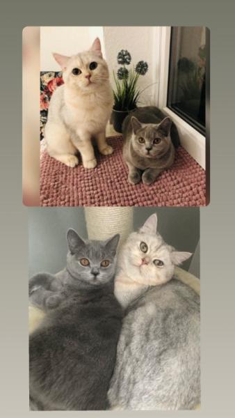 Bild zu Wir suchen ein neues Zu Hause für unseren Kater und Katze BKH - Baby Forum - Allgemeine Themen