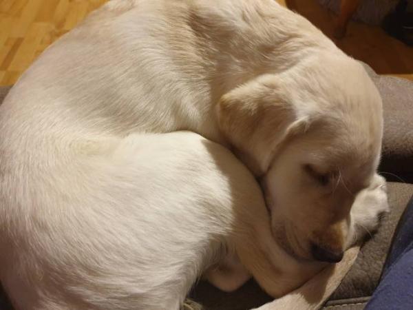 Bild zu Ich werde bekuschelt *Hund - Baby Forum - Allgemeine Themen