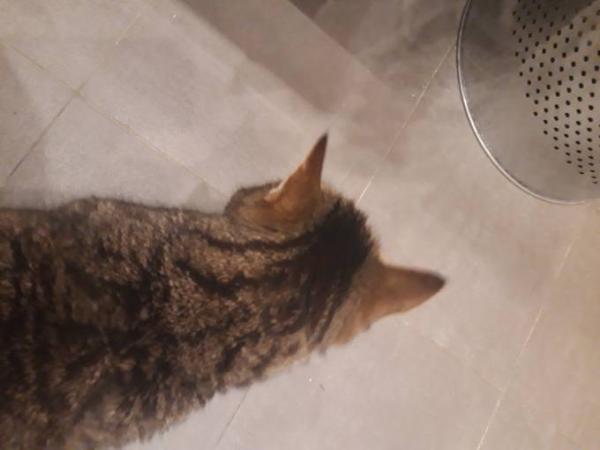 Bild zu Katze und ich - Baby Forum - Allgemeine Themen