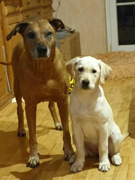 Bild zu Hundekinder werden groß - oder die Zahnfee war da - Baby Forum - Allgemeine Themen