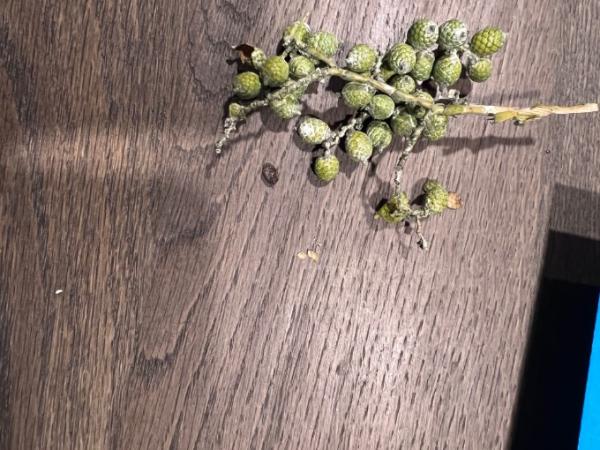 Bild zu Pflanze - Baby Forum - Allgemeine Themen