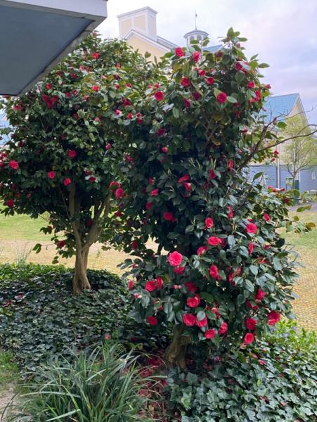 Bild zu OT: Weiß jemand, was das für ein Baum/Busch ist? - Baby Forum - Allgemeine Themen