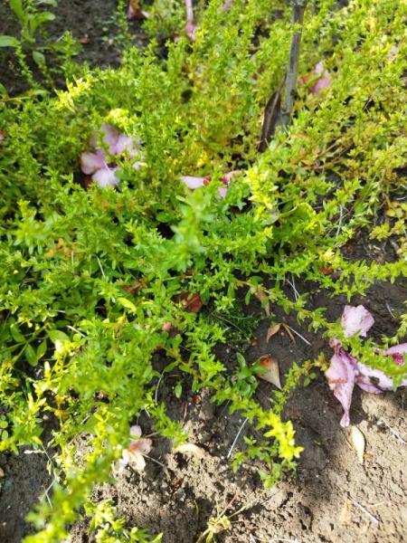 Bild zu Unkraut oder doch Blumen? - Baby Forum - Allgemeine Themen