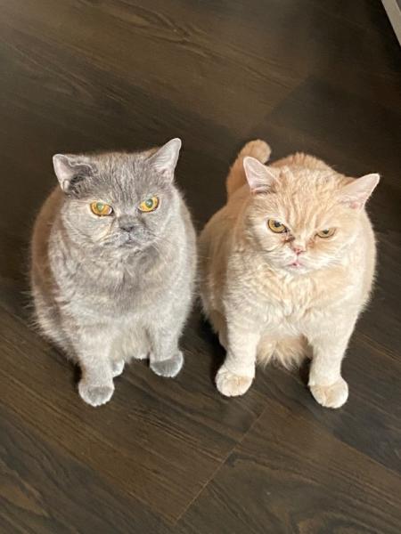Bild zu Ein Leben ohne Katzen… - Baby Forum - Allgemeine Themen