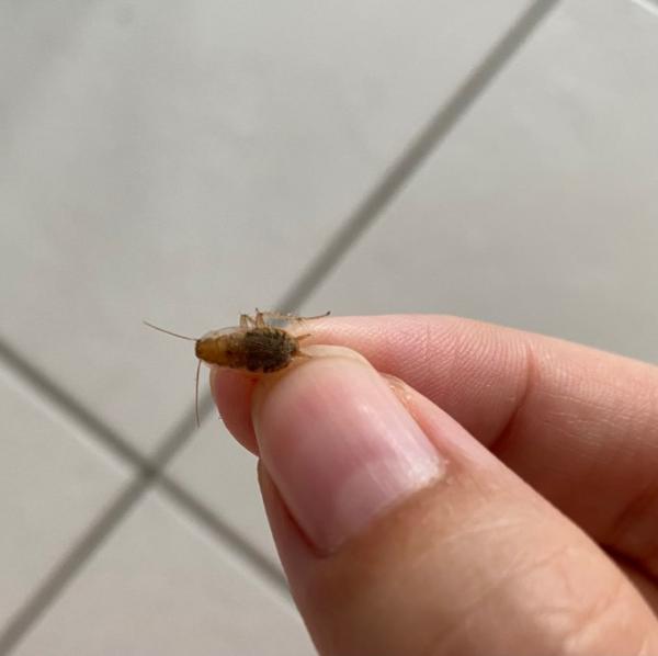 Bild zu Was ist das für ein Tierchen? - Baby Forum - Allgemeine Themen