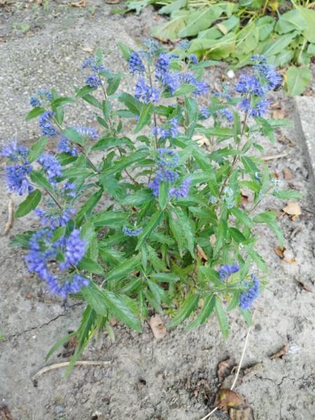 Bild zu An die Gärtner: kennt jemand diese Blume? - Baby Forum - Allgemeine Themen