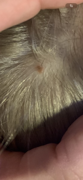 Bild zu Nochmal Fleck an Kopf - Haut von Babys und Kindern ✔️ Expertenforum