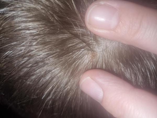 Bild zu Muttermal oder Kratzstelle am Kopf - Haut von Babys und Kindern ✔️ Expertenforum