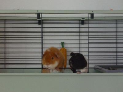 Bild zu Kuschelmeerschweine...Umfrage - Wellness, Fitness und Beauty