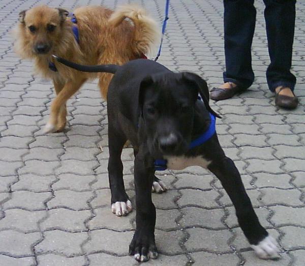 Bild zu wollt euch mal unsere hunde zeigen!!.. - Schwanger unter 20 - Forum für junge Schwangere und Eltern