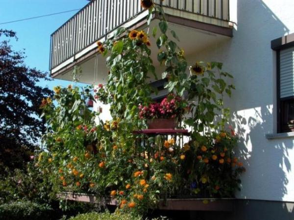 Bild zu Mein Balkon... - Garten Forum
