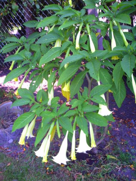 Bild zu suche ableger engelstrompeten tausche auch - Garten Forum