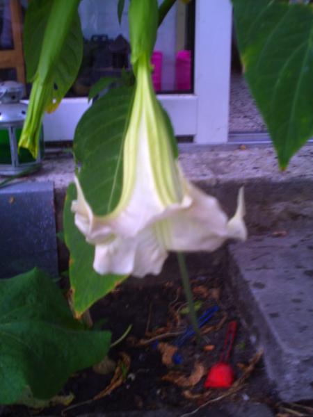 Bild zu bilder von trompetenbäumen - Garten Forum