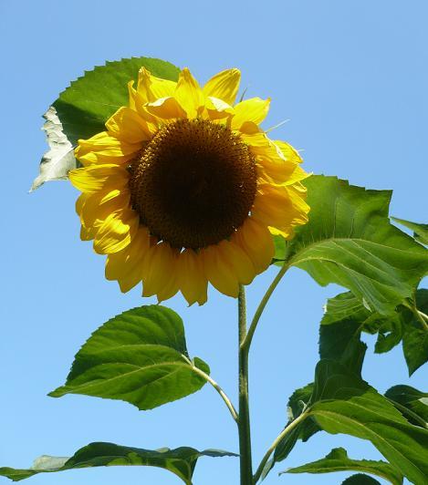 Bild zu