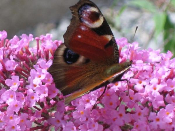 Bild zu Lust auf Sommer? - Garten Forum