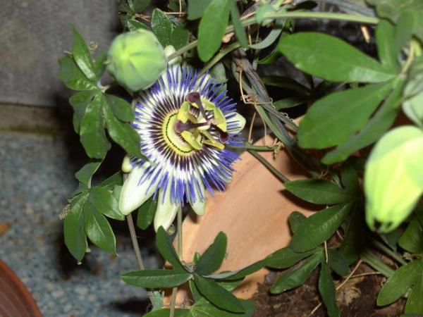 Bild zu Wie heißt diese Pflanze? - Garten Forum