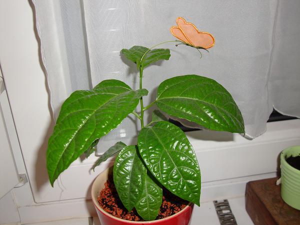 Bild zu Nochmal wegen der PomBär Samenpflanze.... - Garten Forum