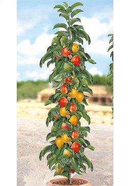 Bild zu Obstbaum - bzw. Niederstammgehölz - Garten Forum