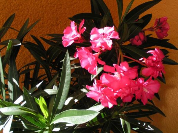 Bild zu Nochmal Orleander... - Garten Forum