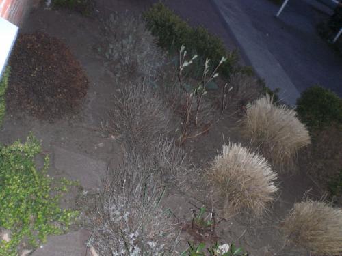 Bild zu vorgartengestaltung-brauche dringend hilfe - Garten Forum