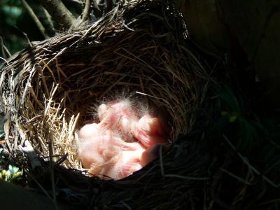Bild zu nochmals blaue eier und vögeln aber - Garten Forum