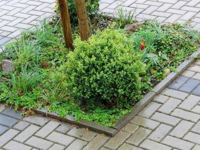Bild zu @superwomen hier der Bodendecker mit Bild - Garten Forum