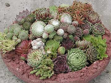 Bild zu Suche Sempervivum (Hauswurz), gegen Porto oder - Garten Forum
