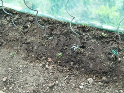 Bild zu ich könnte ........., meine schönen Tomaten ! - Garten Forum