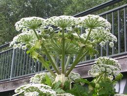 Bild zu Achtung...Bärenklau - Garten Forum