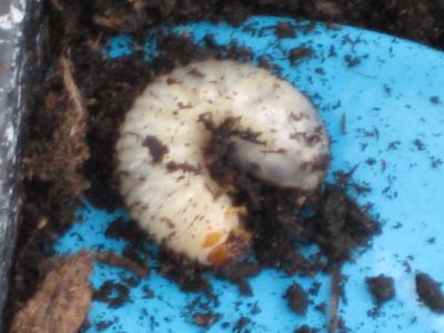 Bild zu Was ist das für ein Schädling ??? - Garten Forum