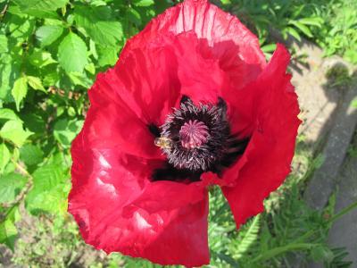 Bild zu schaut mal , so sieht mein mohn aus .... - Garten Forum
