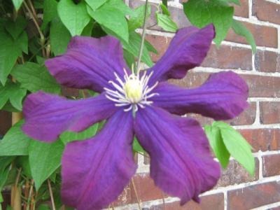 Bild zu will mal meine schöne Clematis zeigen... - Garten Forum