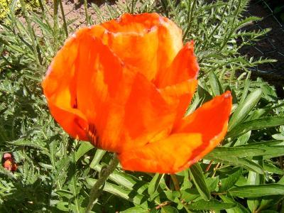 Bild zu mein mohn... - Garten Forum
